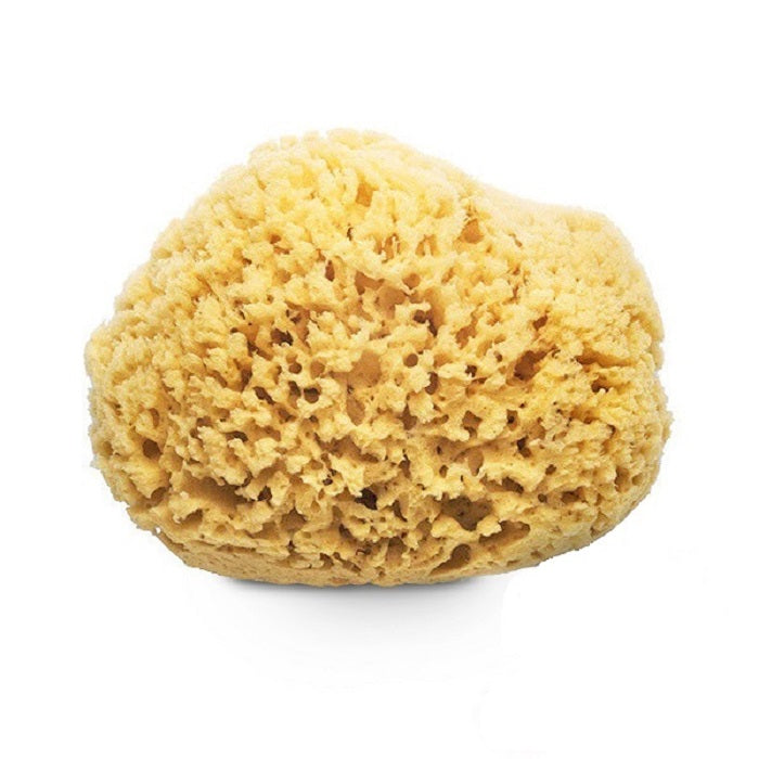 5-6 inch Yellow Sea Sponge