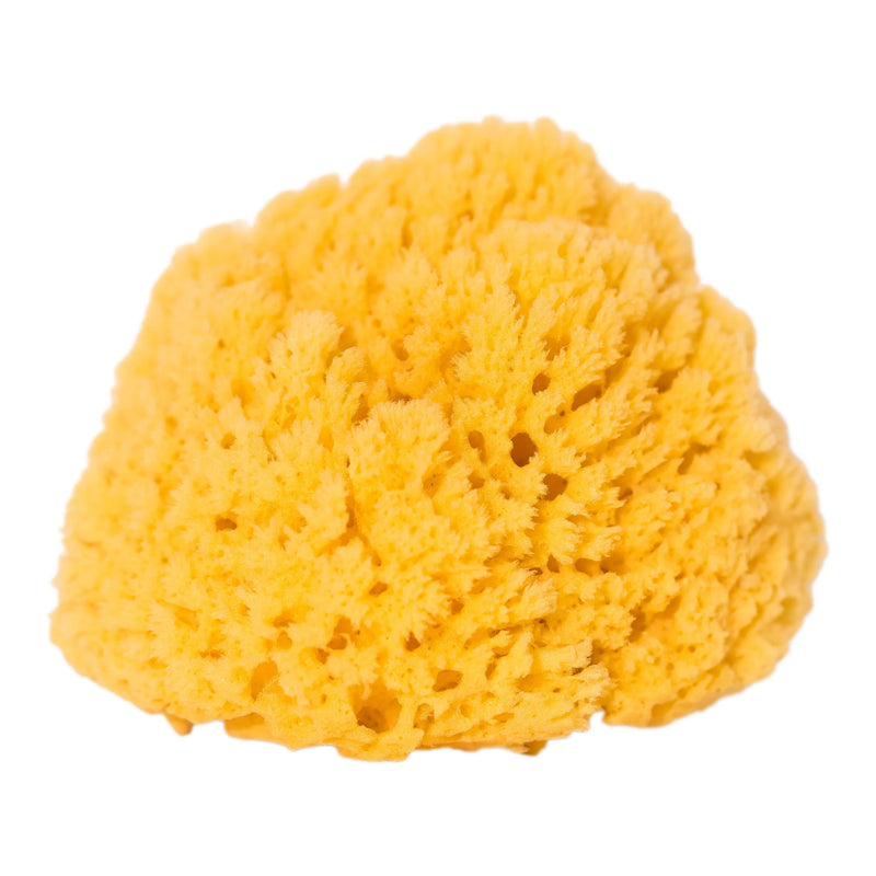 Yellow Sea Sponge  - 6 inch